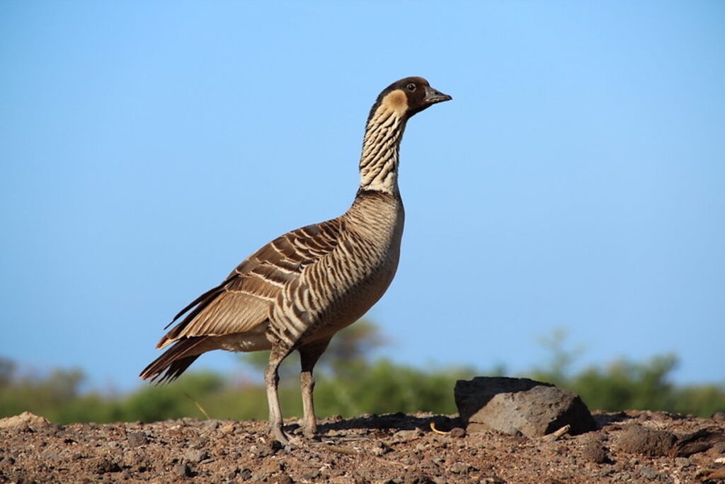 Hawaiian Goose