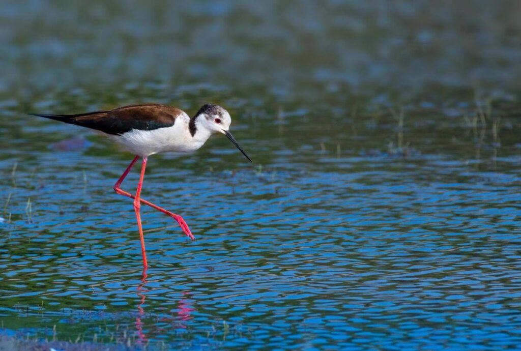 Hawaiian Stilt, Ae’o