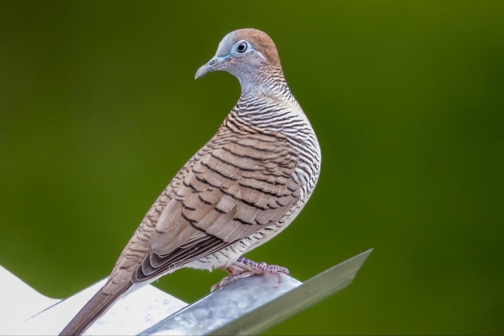 Zebra Dove Watching