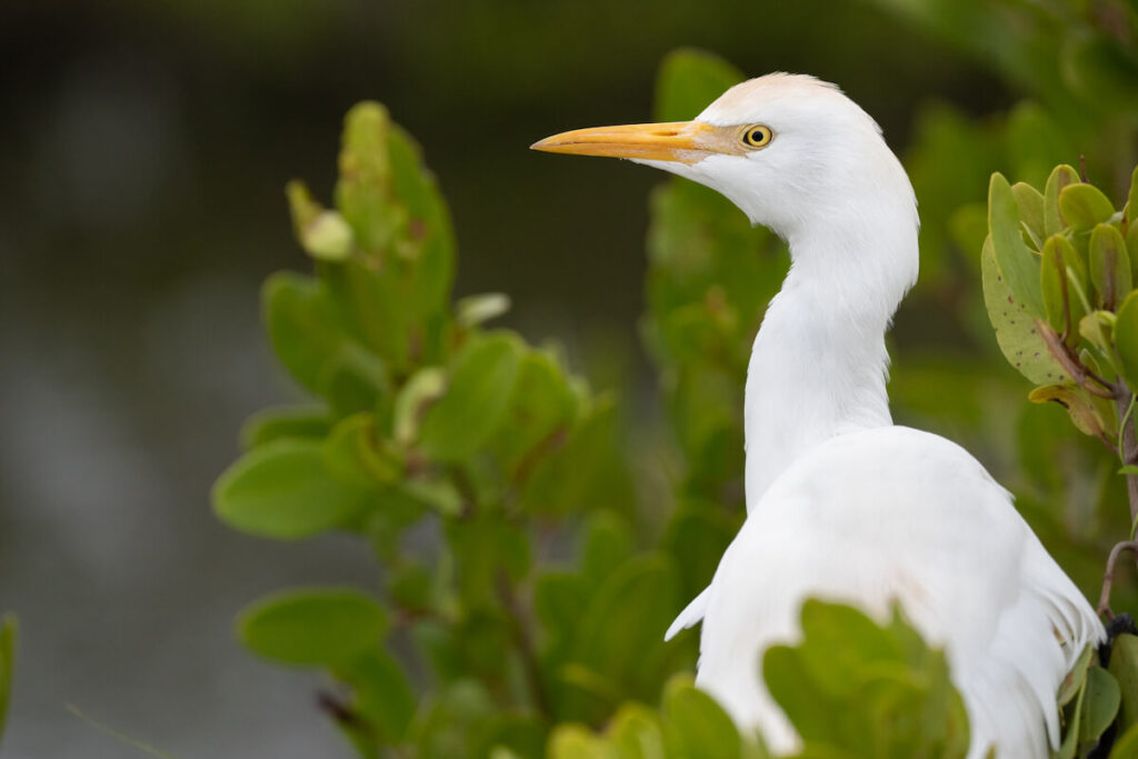 Watching Cattle Egret in Maui