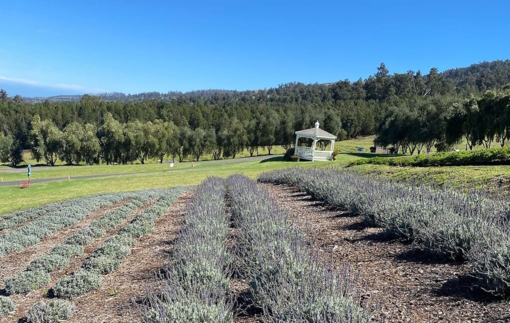 Rows of growing lavender at the Ali'i Kula Lavender Farms in Maui