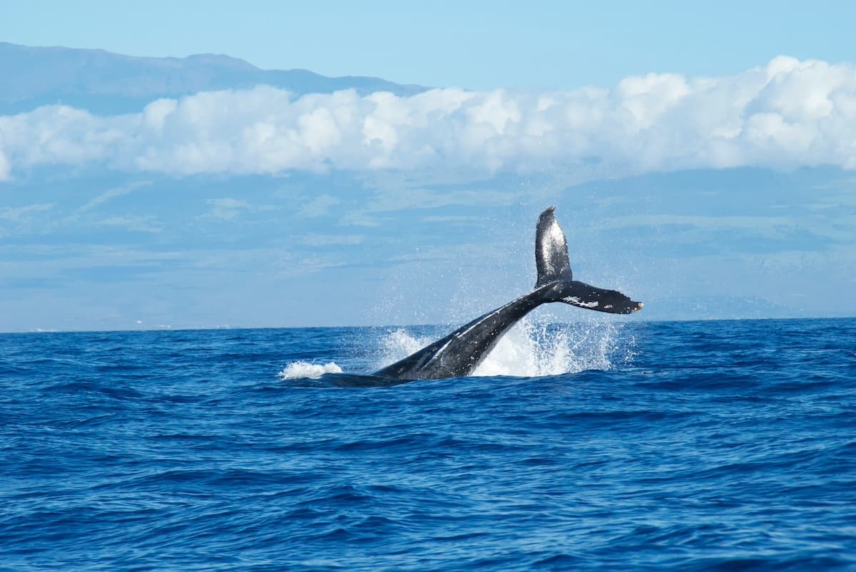 Large whale tail breaking through the water's surface off the coast of Maui