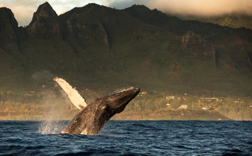 Humpback whale crashing through the water's surface off the coast of Maui