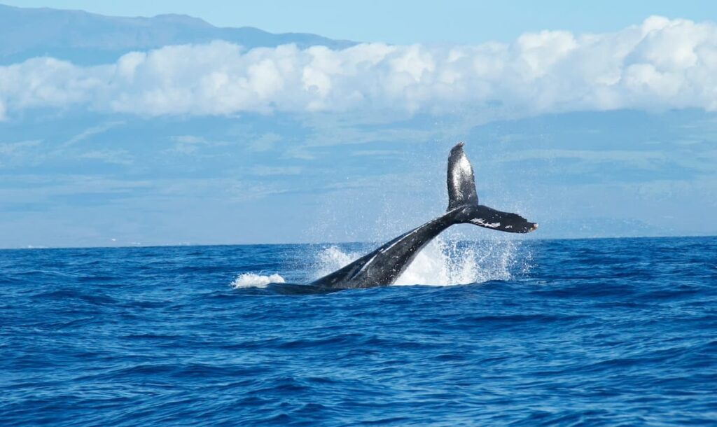 Whale tail emerging from the water off the coast of Maui which can be seen while whale watching on Maui