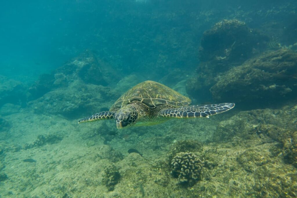 Green turtle swimming underwater on Maui