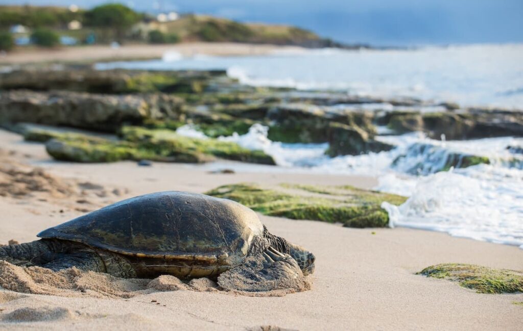 Green turtle walking toward the water on a sandy and rocky beach on Maui