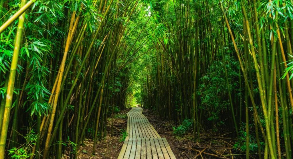 Wooden boardwalk winding through dense green bamboo forest on the Pipiwai Trail in Haleakalā National Park, Maui