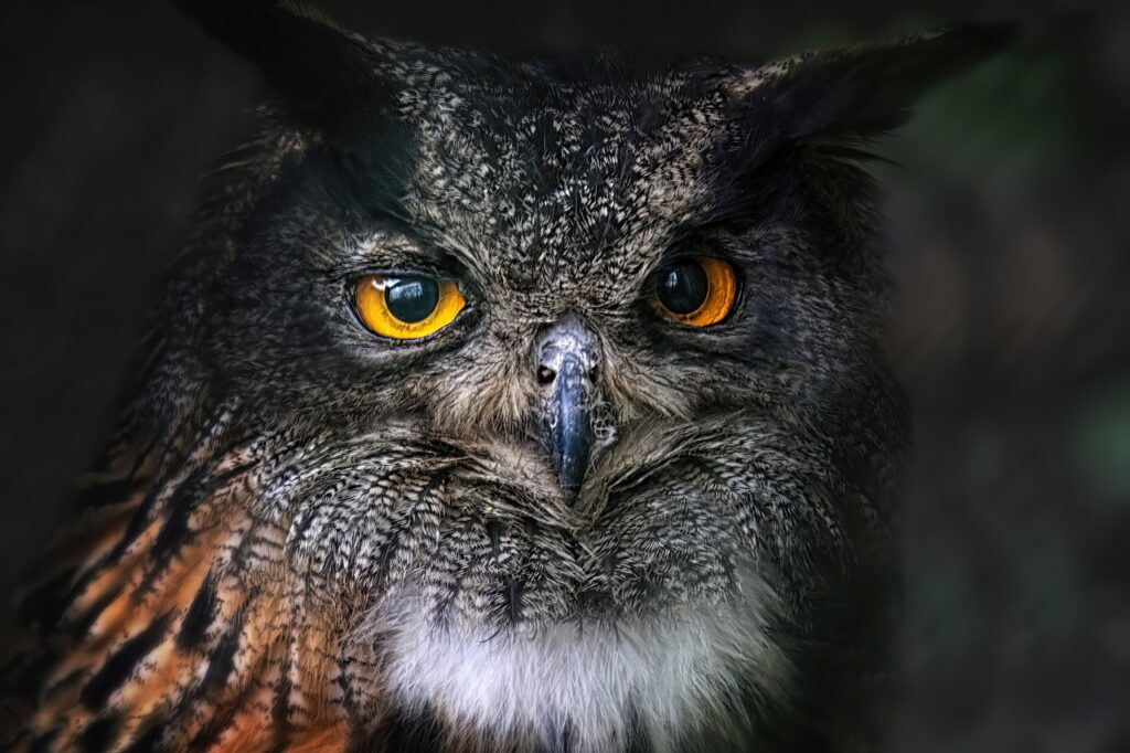 Properties by Code Pyramid Peak Properties