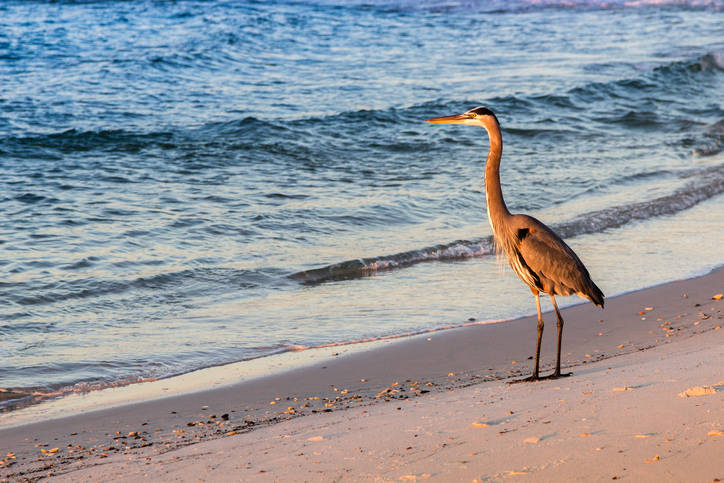 Large Bird Watching Sunrise On The Beach