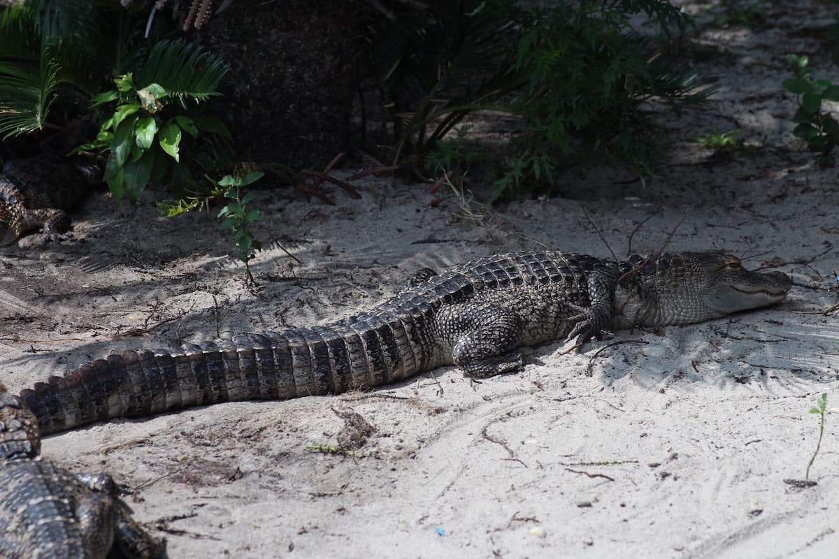 Large alligator on the sand at Alligator Alley Alabama