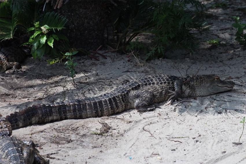 Large alligator on the sand