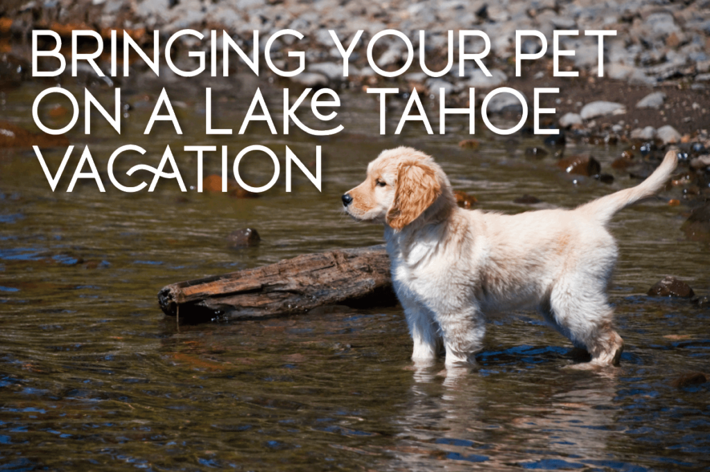 Guide Lake Tahoe with Dogs