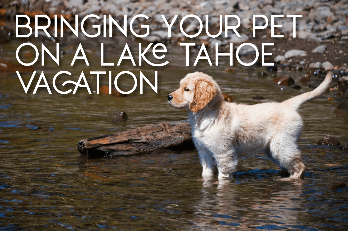 vacation on Lake Tahoe with dog