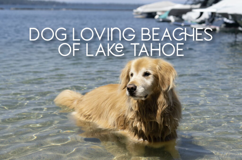 Dog-Friendly Beaches Lake Tahoe Feature