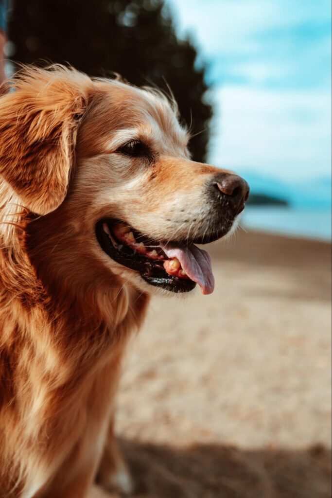 image of dog on the beach