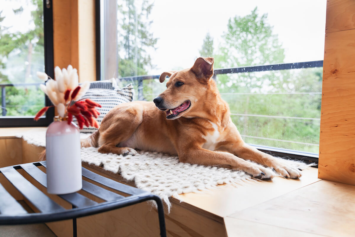 Dog in a pet friendly cabins in Lake Tahoe