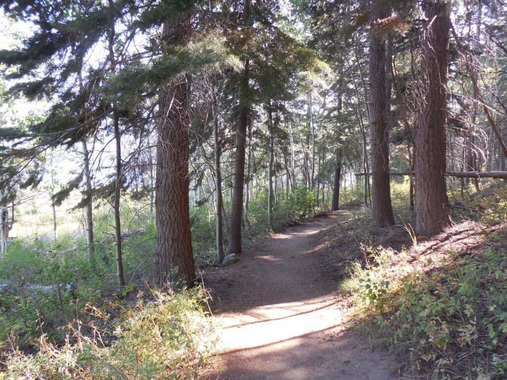 Forest Trail in Lake Tahoe