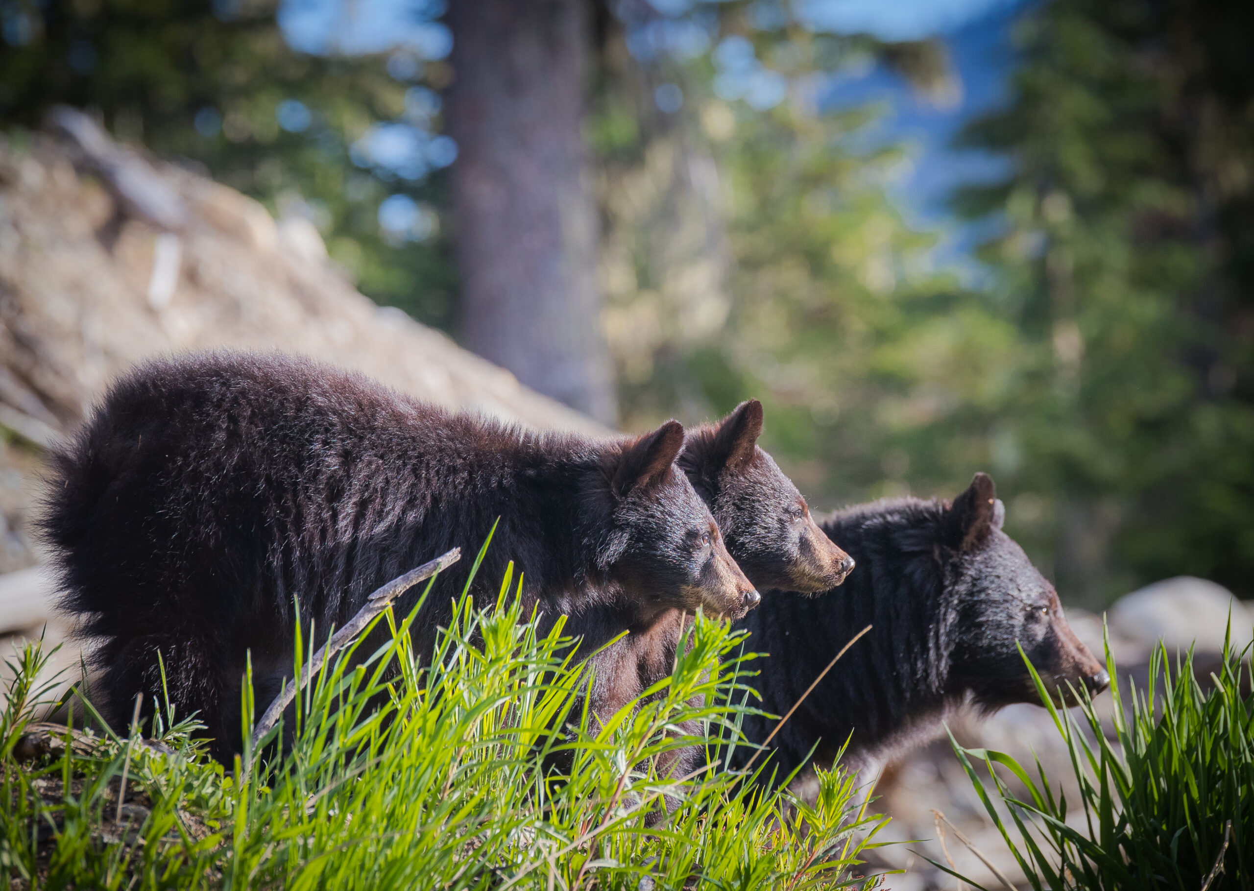 Bear viewing