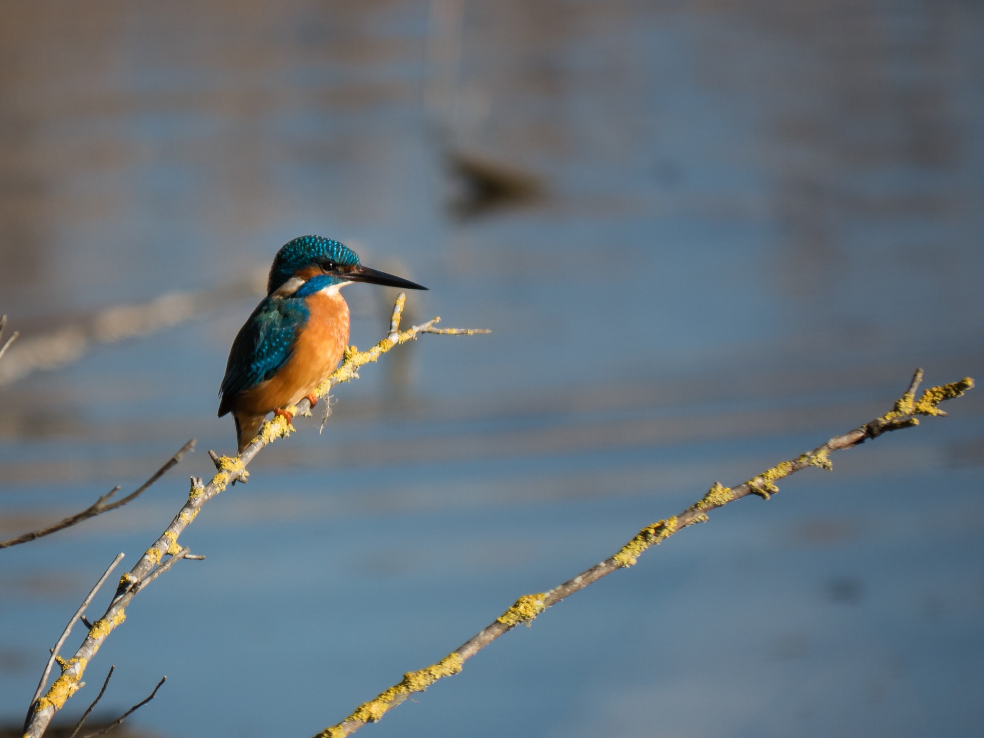 colorful bird in Santa Cruz