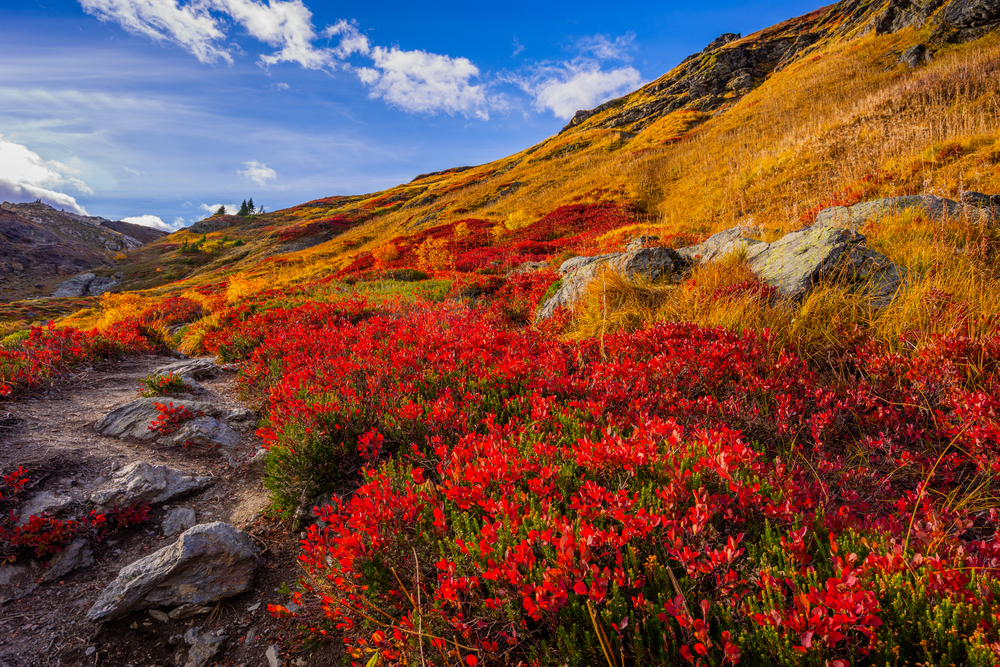 visit mt baker