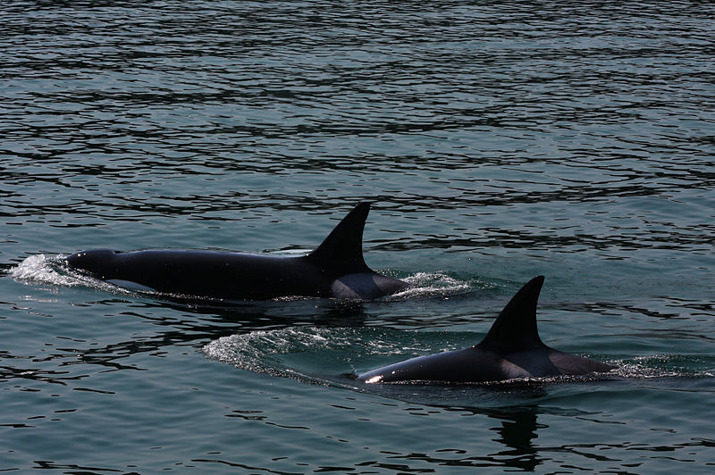 whale tour bellingham