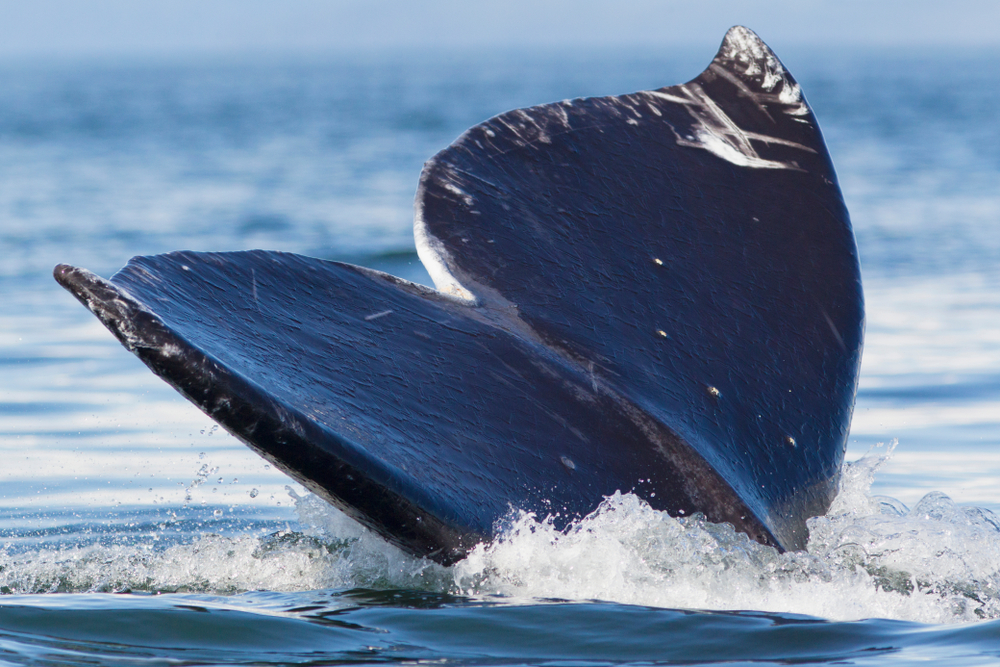 whale tour bellingham