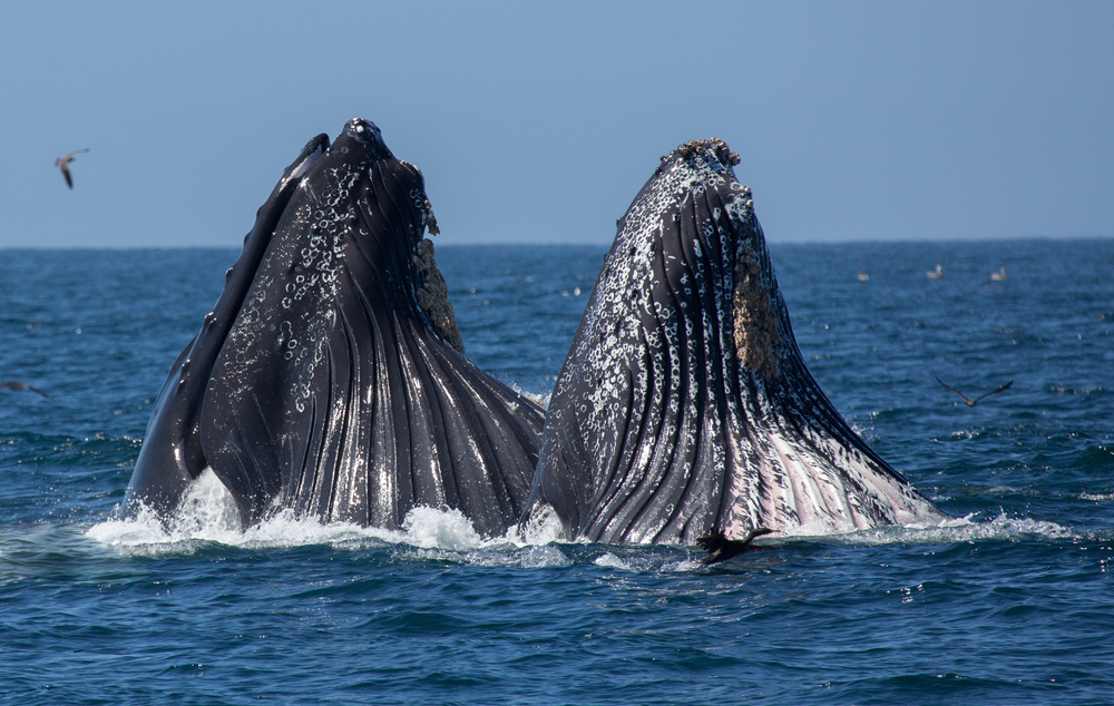 whale tour bellingham