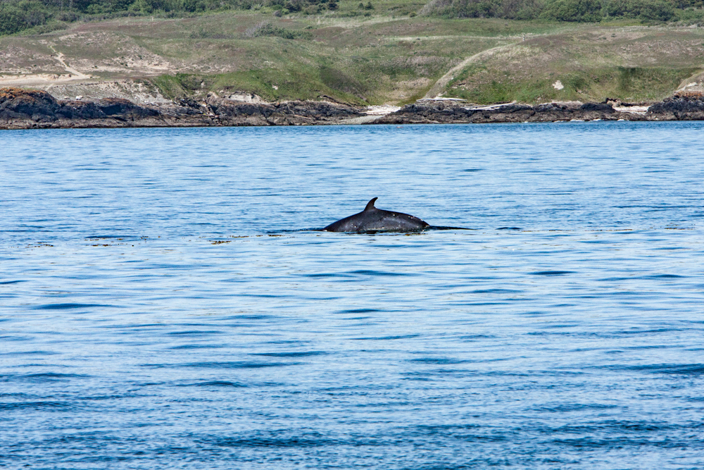 whale tour bellingham