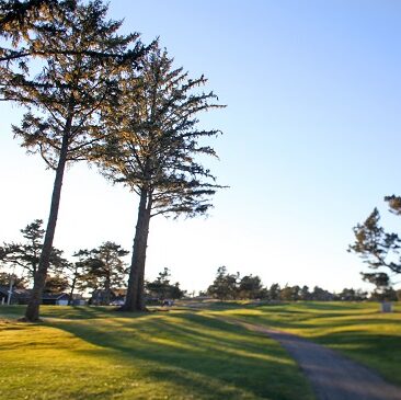 trees in Golf course