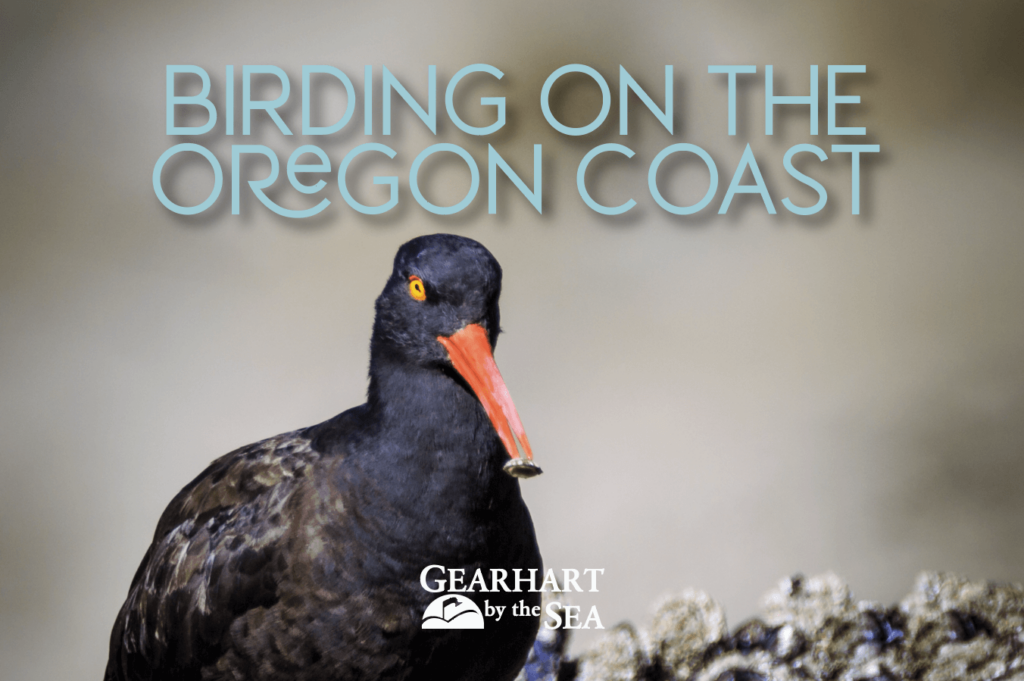 Birding Oregon Coas