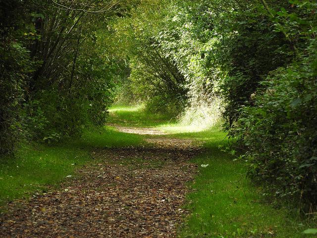 Gearhart Ridge Path
