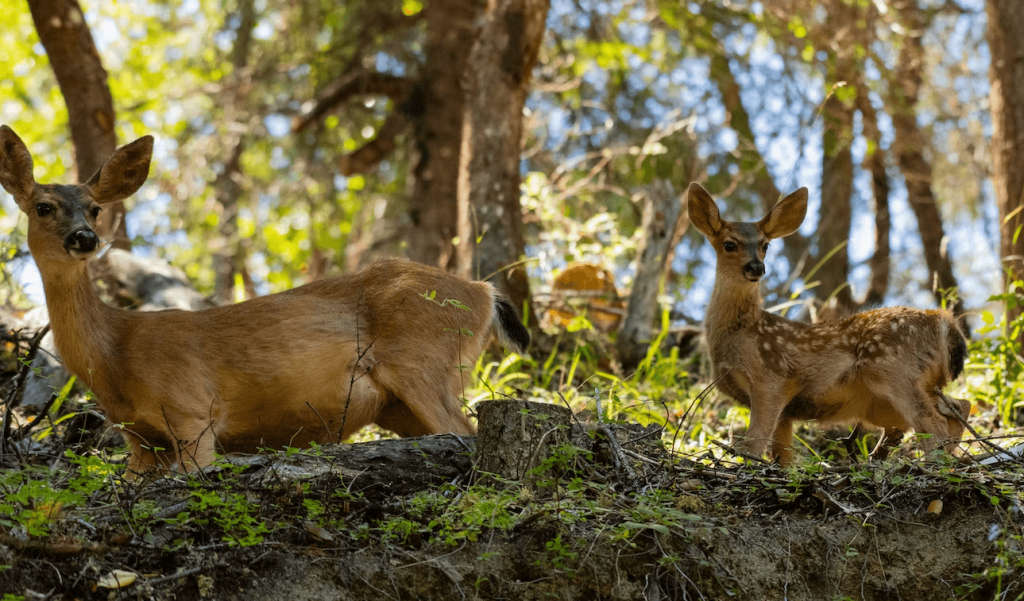 best places to see wildlife