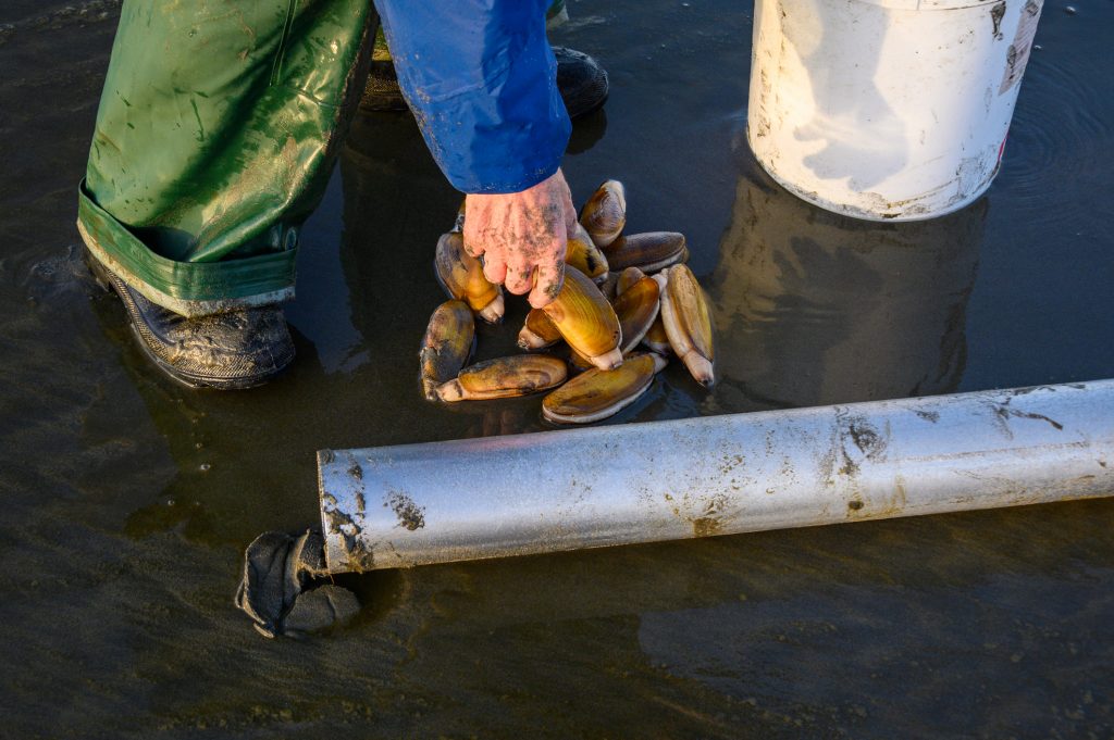 Razor Clams at Oregon