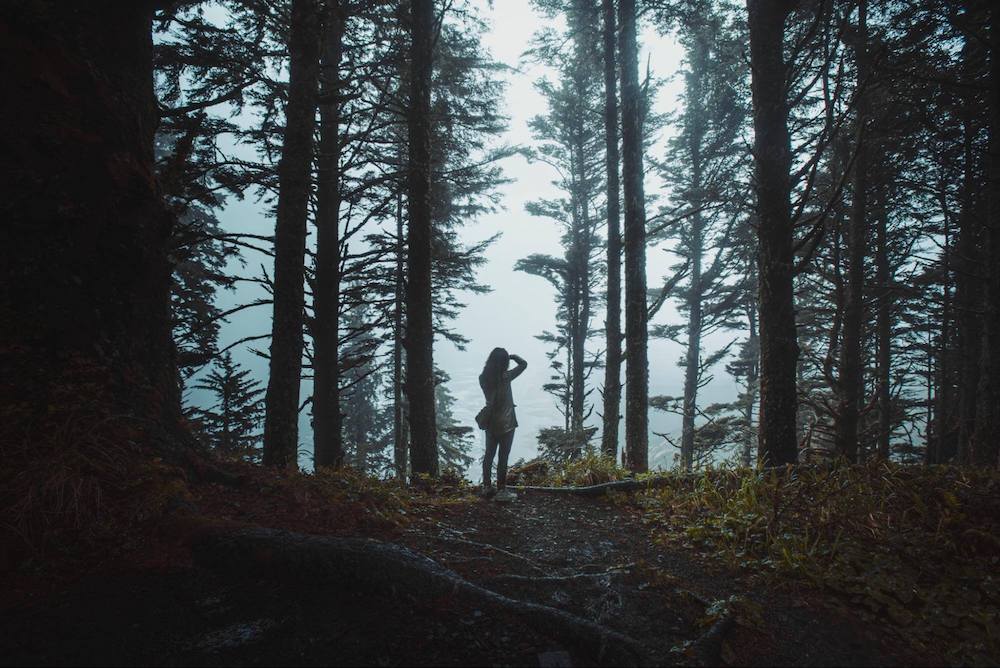 forest area on Oregon Coast