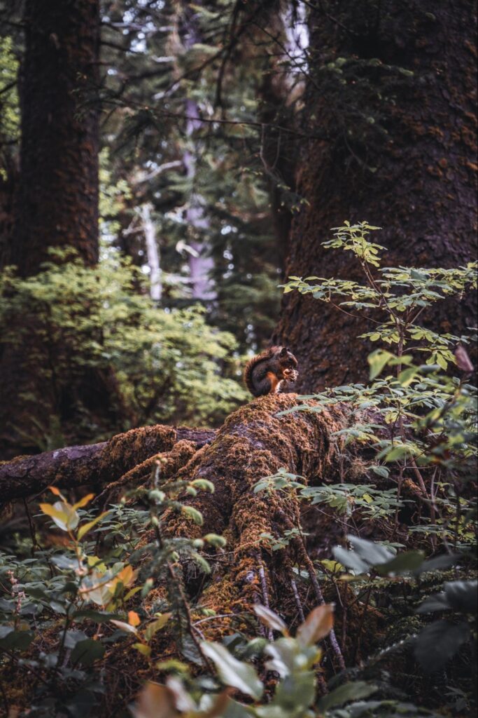 Ecola State Park