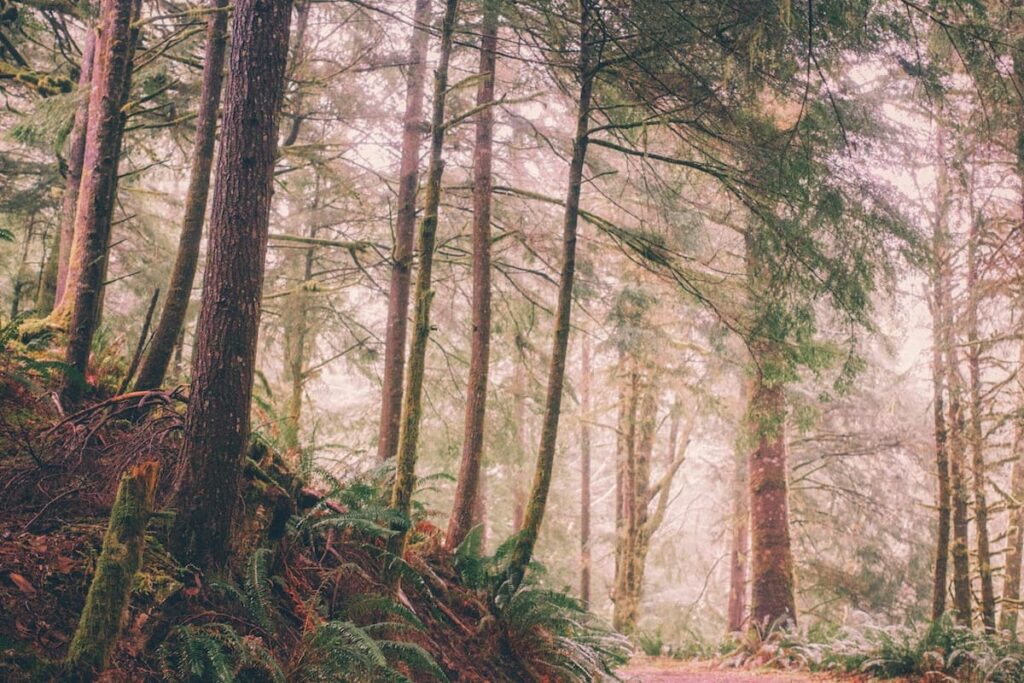 Hiking near Cannon Beach