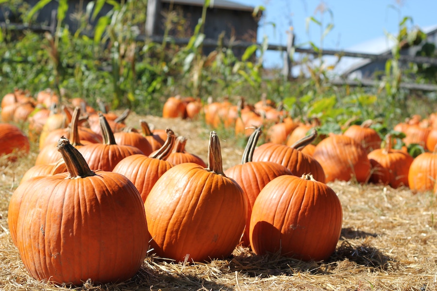 Visiting a pumpkin patch this fall in Gearhart