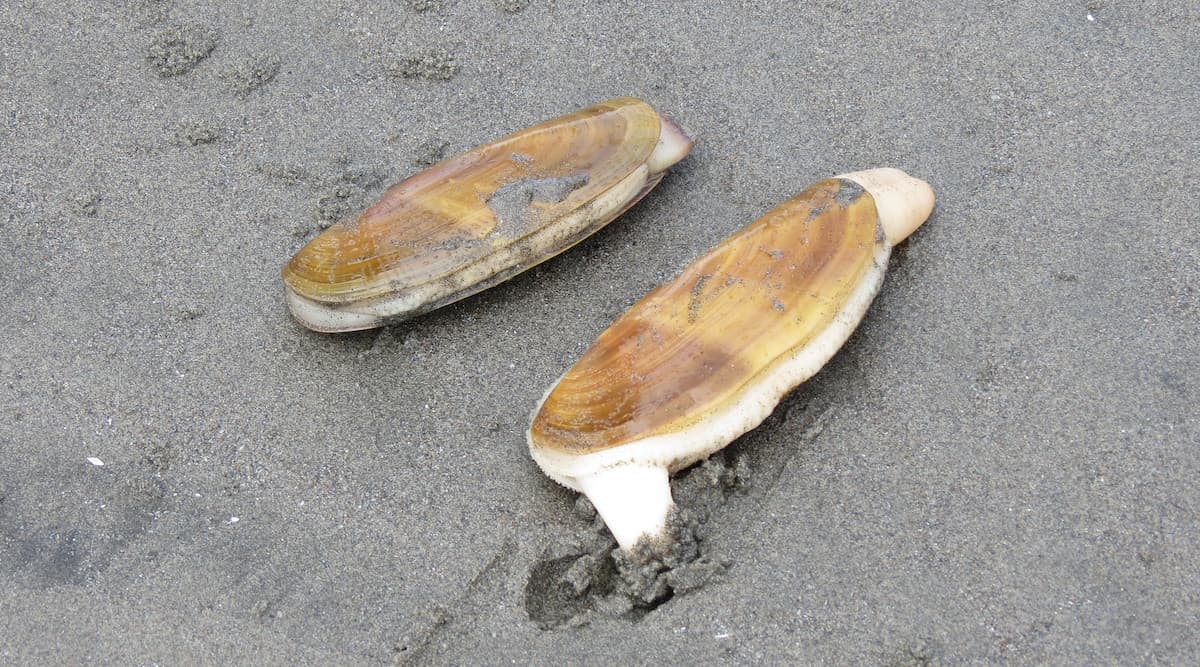 Two razor clams in the sand