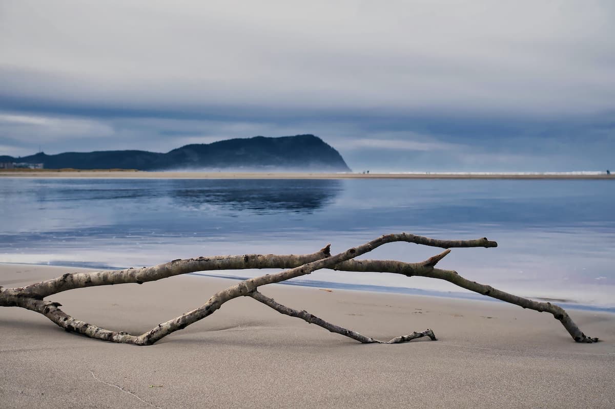 Large tree branch on the shores of Gearhart Beach on a misty day