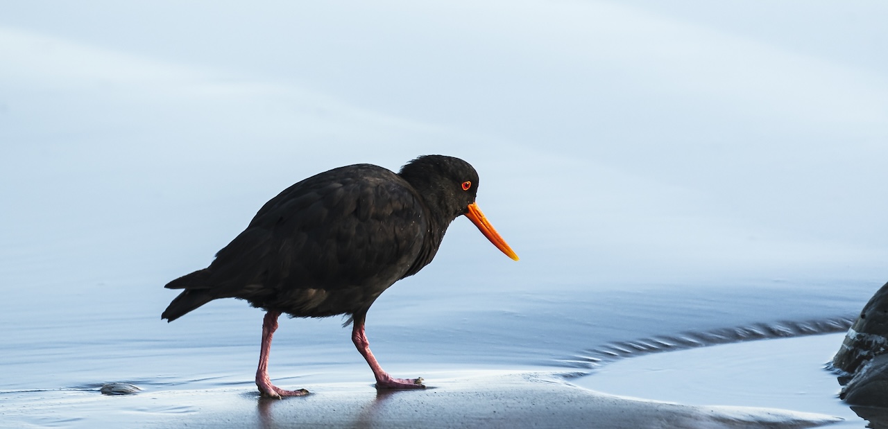 A closeup shot of a black oystercatcher walking on a wet shore in Gearhart background