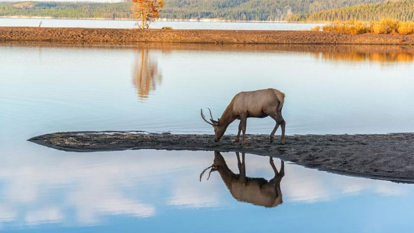 Elks on Gearhart Beach