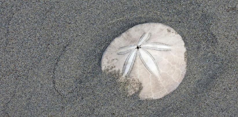 Finding sand dollars at Gearhart Beach