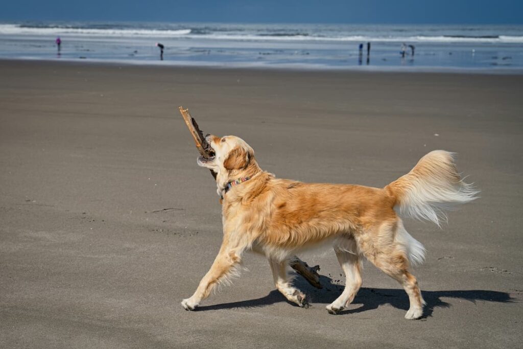 dog at the beach in Gearhart