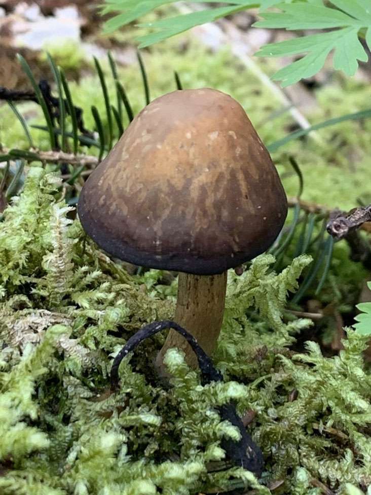 image of mushroom