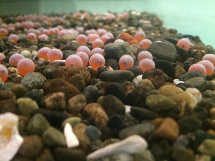 fish eggs for laid