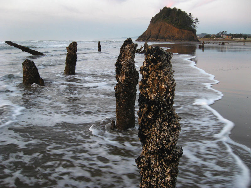 2,000-year-old remnants of an ancient forest in Neskowin