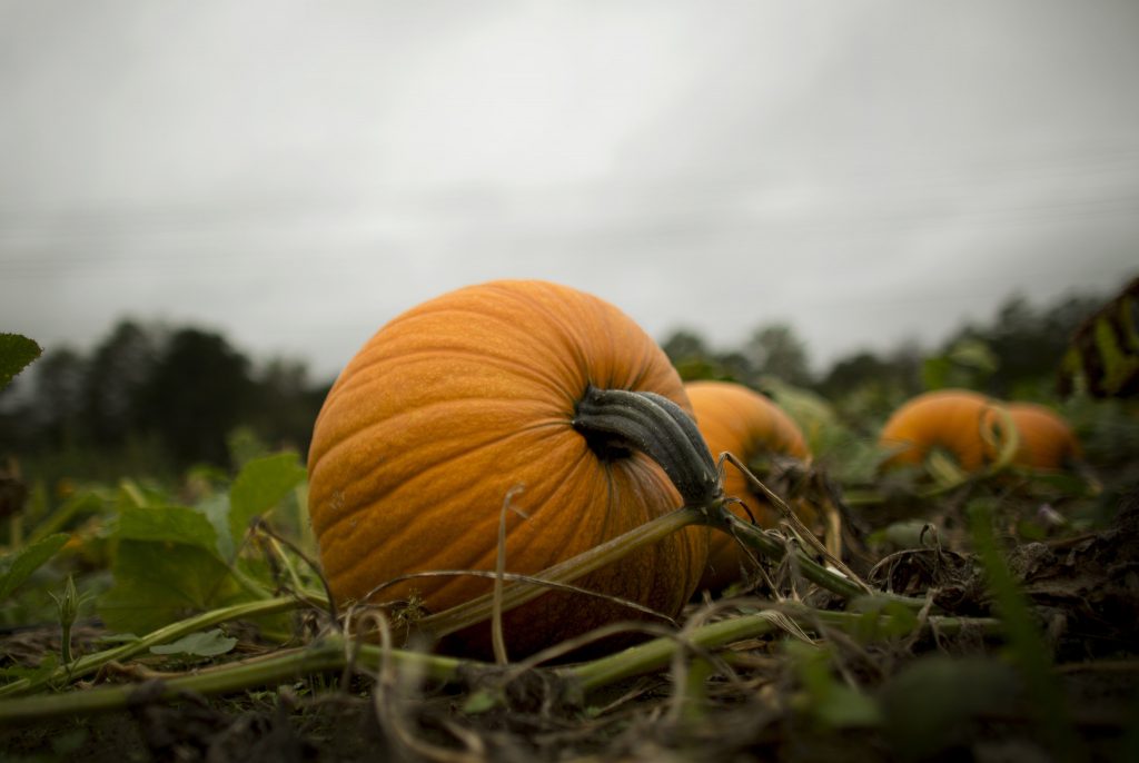 image of pumpkins for coming Fall in Pacific City