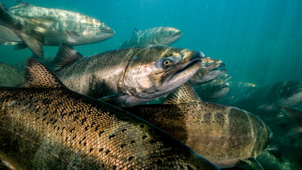 The Life of a Chinook Salmon