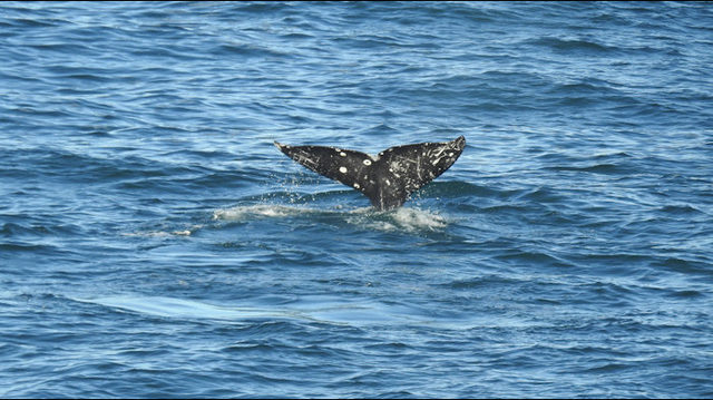 whale tail