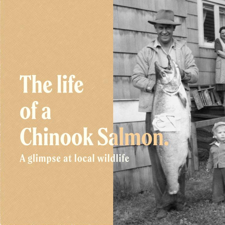 life of Chinook Salmon